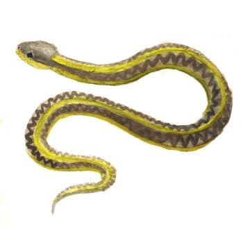 Button for Information about Blended Learning, Garter Snake Drawing