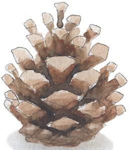 Cone drawn by an Oak and Orca School teacher