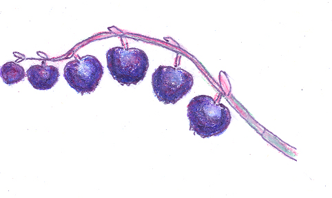 Salal Berries drawn by an Oak and Orca School teacher